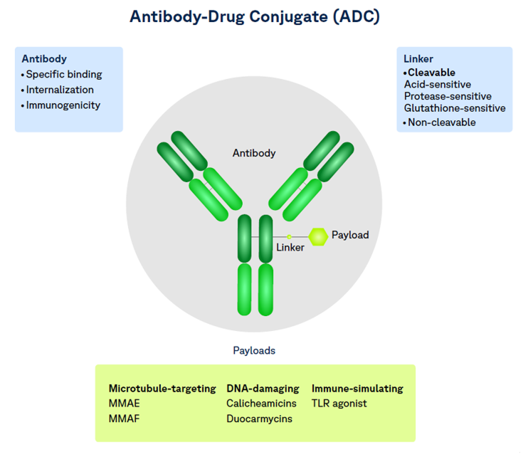 Antibody–Drug Conjugates (ADCs)